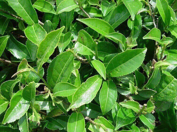 tea tree leaves as a natural remedy