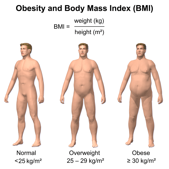 body mass index and body fat percentage