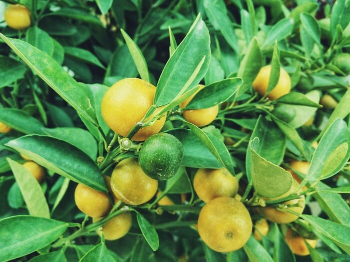 lemons in a lemon tree