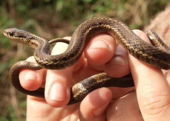 small snake