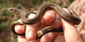 small snake