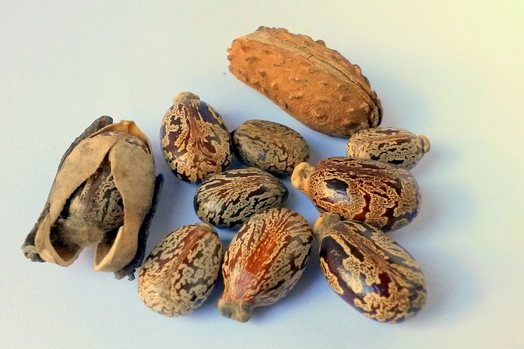 castor oil seeds