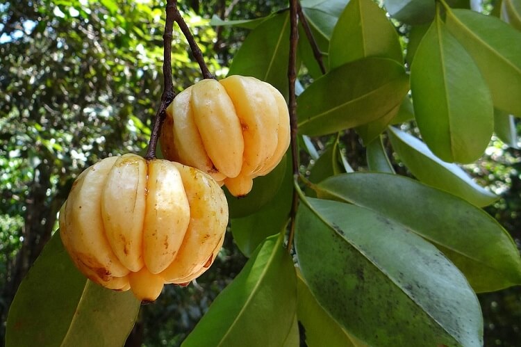 garcinia cambodgia fruits