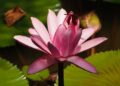 lotus