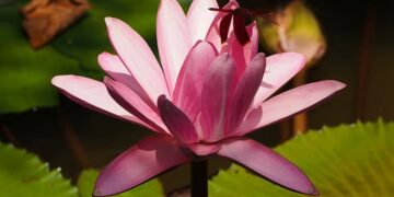 lotus