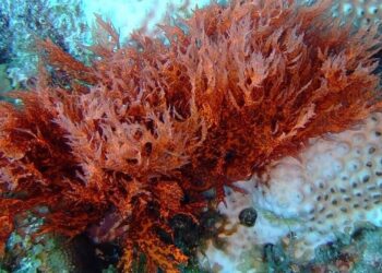 red algae