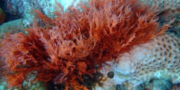 red algae