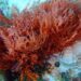 red algae