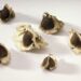 Moringa seeds