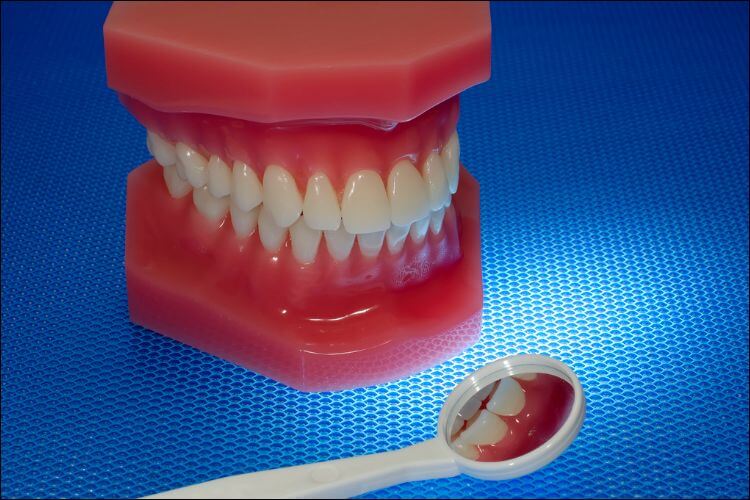 A plastic mouth model with all the teeth, next to a small dentist mirror