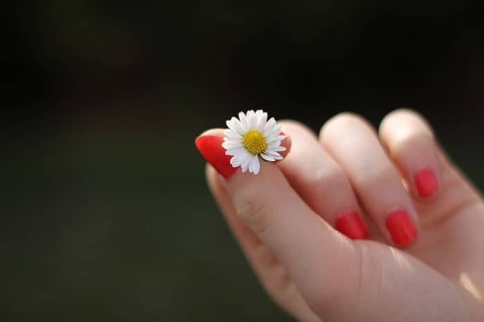 Daisy Hand Lacquered Fingernails Finger Flower 302802