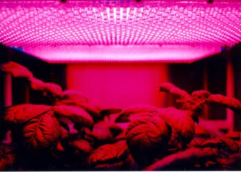LED panel and plants e1538131564154