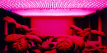 LED panel and plants e1538131564154