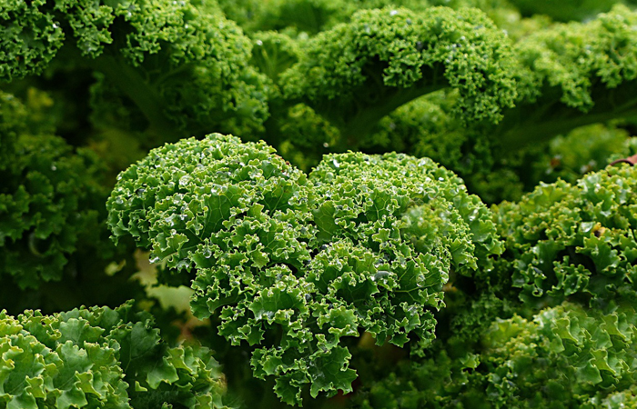 green kale vegetable